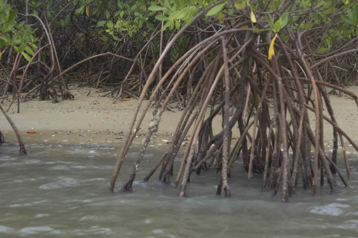 Sine-Saloum